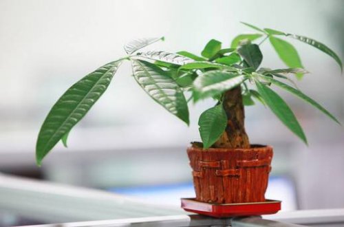 批10种常见花卉养护方法