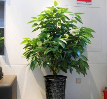 第二批10种常见花卉养护方法