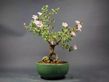 第三批10种常见花卉养护方法